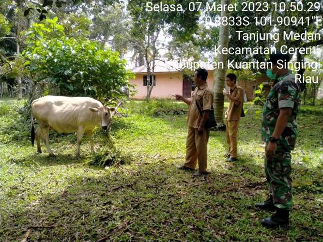 Anggota Koramil 06/Cerenti Kodim 0302/Inhu Mengantisipasi Penularan Penyakit Mulut Dan Kaki Sapi di Wilayah Teritorialnya 