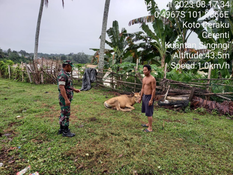 Cek Kondisi Ternak Sapi Warga, Babinsa Koramil 06/Cerenti Kodim 0302/Inhu Ingatkan Peternak Untuk Jaga Kesehatan Dan Pakan Ternak Untuk Antisipasi Wabah PMK