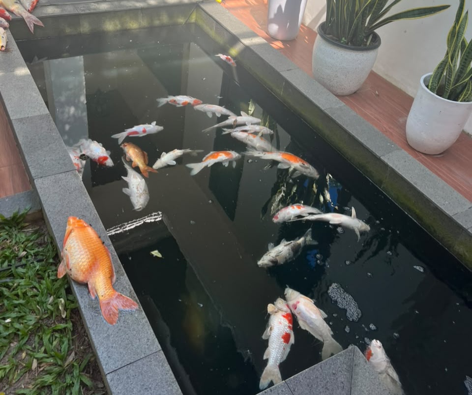 Dampak Negatif Pemadaman Listrik di Pekanbaru, Puluhan Koi Wako Mati Hingga UMKM Merugi