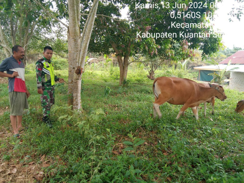 Waspadai Penyakit PMK,Babinsa Koramil 06/Cerenti Kodim 0302/Inhu Aktif Pantau Hewan Ternak Di Wilayah Binaan