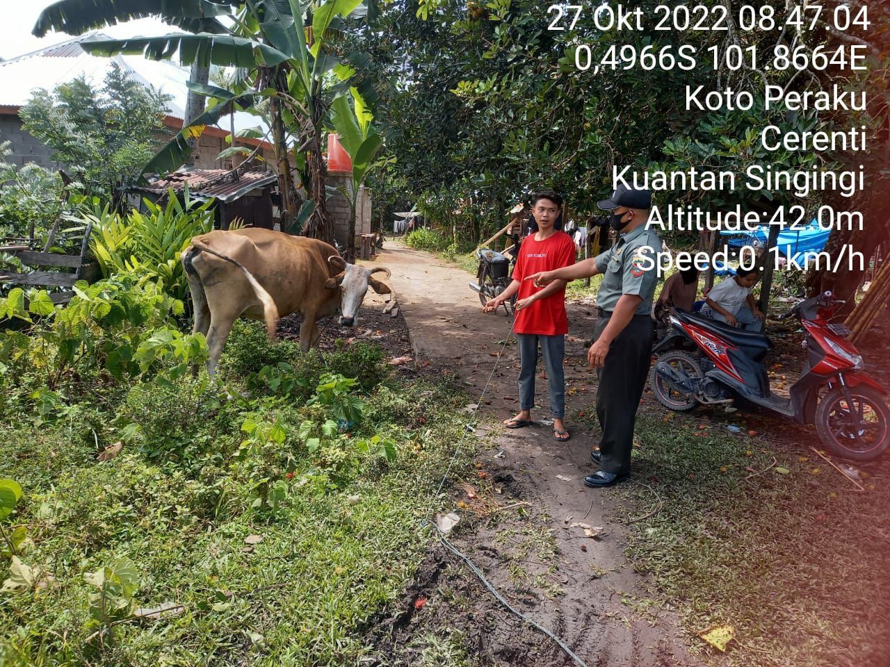 Cegah Penyakit PMK, Kopda Irwan Babinsa Koramil 06/Cerenti Kodim 0302/Inhu Di Kelurahan Koto Peraku Kecamatan Cerenti Cek Kondisi Kesehatan Hewan Ternak Sapi Warga