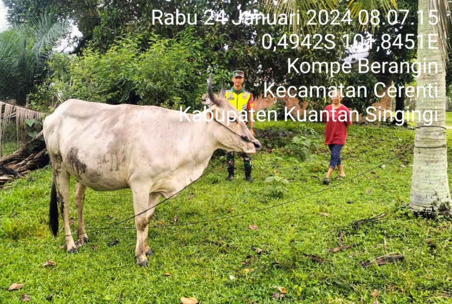 Pratu Dendi Anggota Koramil 06/Cerenti Kodim 0302/Inhu Selalu Aktif Mengantisipasi Penularan Penyakit Mulut Dan Kaki (PMK)