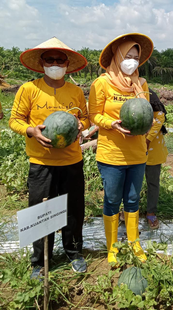 Baru Menjabat, Kades Seberang Teratak Sukses Panen Puluhan Ton Semangka