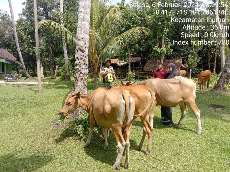 Di Desa Kampung Baru Koto Kecamatan Inuman Kabupaten Kuansing Babinsa Koramil 06/Cerenti Kodim 0302/Inhu Cek Ternak Sapi Warga Antisipasi Wabah PMK