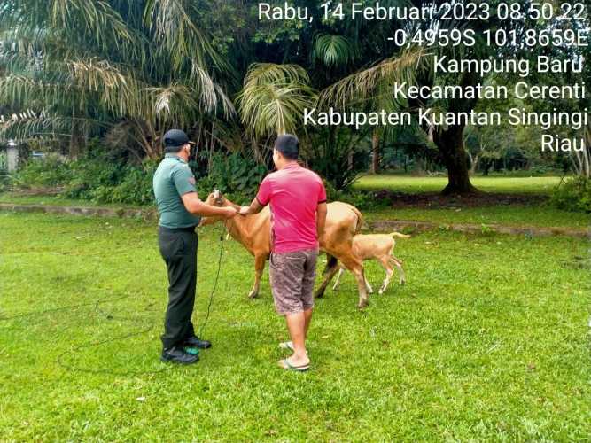 Anggota Koramil 06/Cerenti Kodim 0302/Inhu Mengantisipasi Penularan Penyakit Mulut Dan Kaki (PMK) Sapi di Desa Kampung Baru Kecamatan Cerenti Kabupaten Kuansing