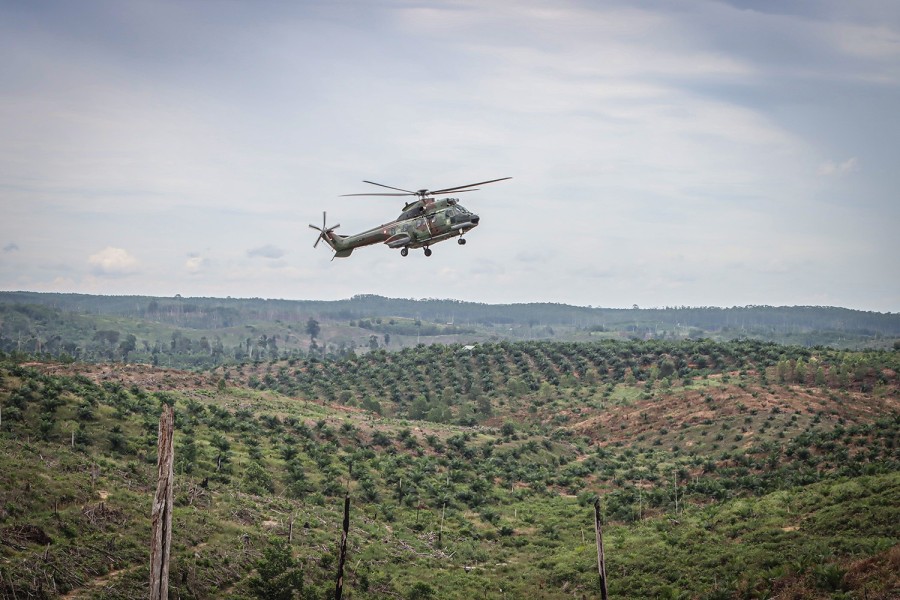 Tesso Nilo Rusak oleh Perambah dan Sawit, Negara Selamatkan Habitat Gajah dan Harimau