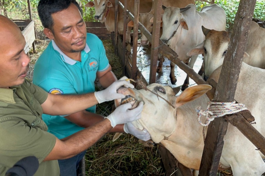 Jumlah Hewan Kurban di Pekanbaru Diprediksi Naik 2 Persen pada Iduladha 1446 H
