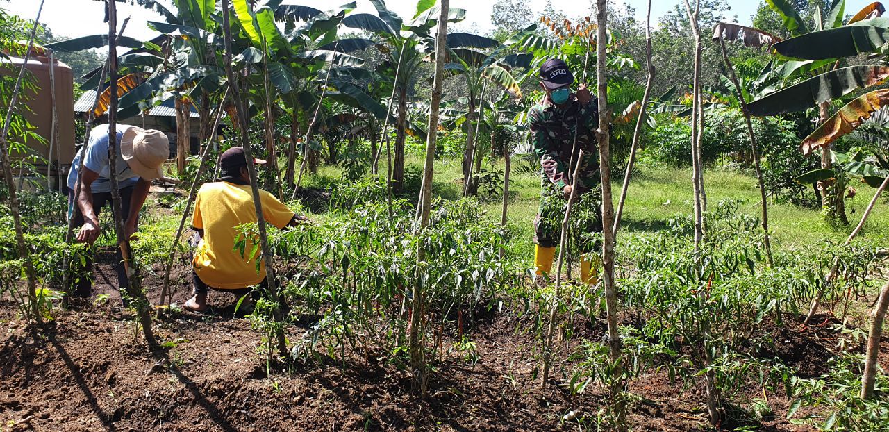 Babinsa Koramil 07/Kuantan Hilir Dim 0302/Inhu Bantu Petani Dalam Perawatan Tanaman Cabe