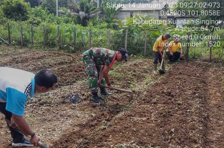 Babinsa Koramil 06/Cerenti Kodim 0302/Inhu Membantu Masyarakat Menanam Jagung