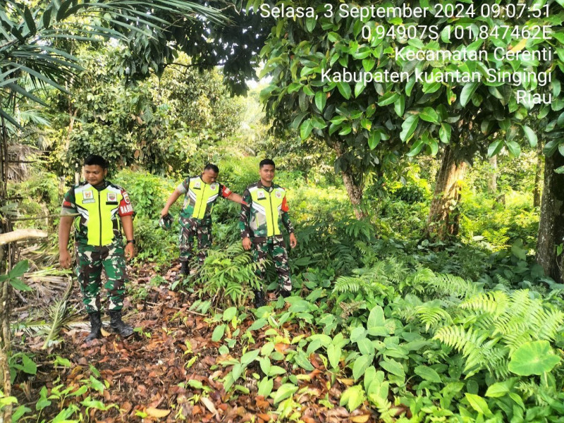 Personil Koramil 06/ Cerenti Kodim 0302/Inhu Di Desa Kampung Baru Kecamatan Cerenti Melaksanakan Patroli Dan Pencegahan Kebakaran Hutan Dan Lahan