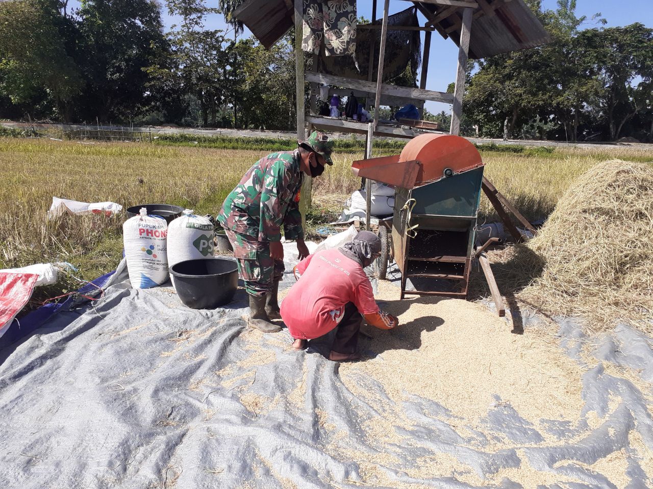 Babinsa Koramil 07/Kuantan Hilir Dim 0302/Inhu Serka Junaidi Panen Padi Bersama Petani Desa Pulau Kijang
