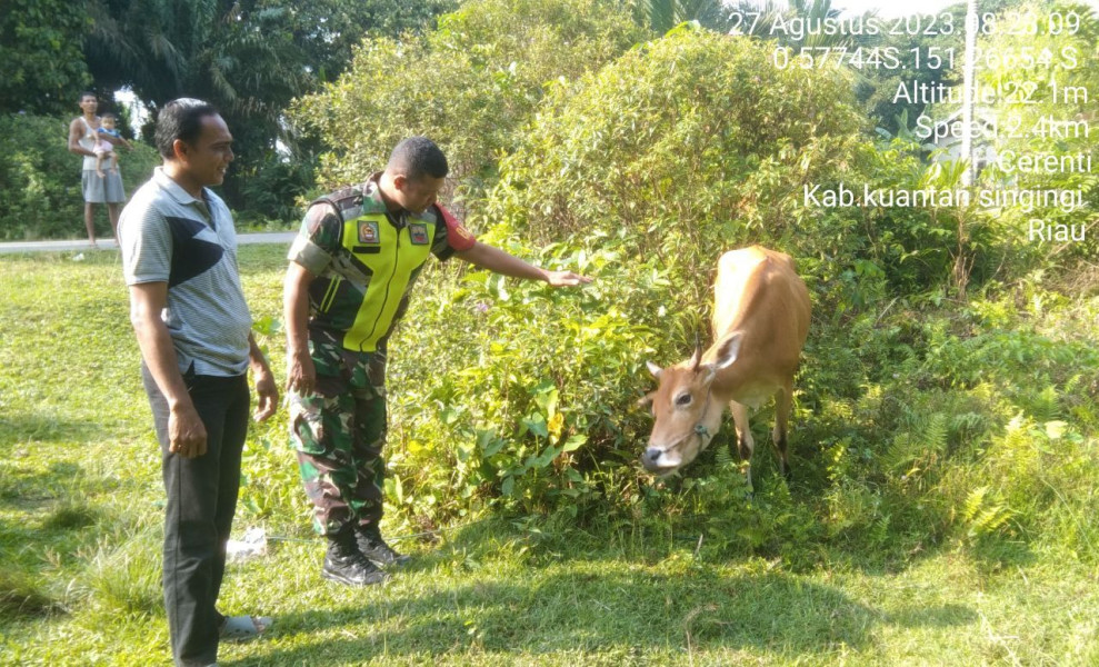 Serda Dumen Siregar Babinsa Koramil 06/Cerenti Kodim 0302/Inhu Pantau Kesehatan Ternak Warga Binaan Antisipasi Penularan Penyakit Mulut Dan Kaki (PMK) Sapi
