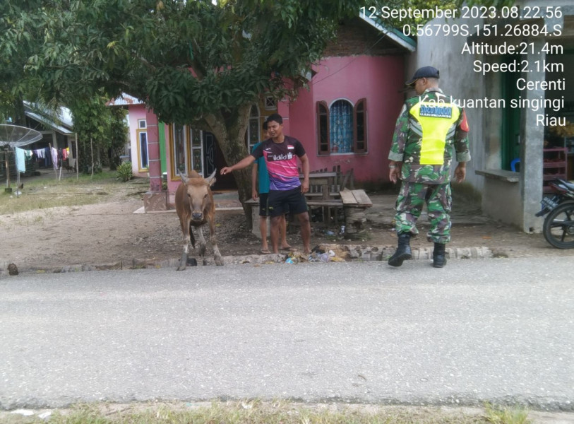Babinsa Koramil 06/Cerenti Kodim 0302/Inhu Mengantisipasi Penularan Penyakit Mulut Dan Kaki (PMK) Sapi Di Desa Binaan Desa Pulau Jambu
