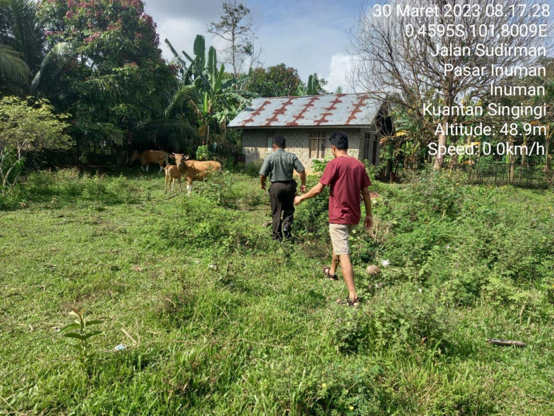 Antisipasi PMK Pada Ternak Babinsa Koramil 06/Cerenti Kodim 0302/Inhu Cek Hewan Ternak Sapi  Warga Di Desa Pasar Inuman