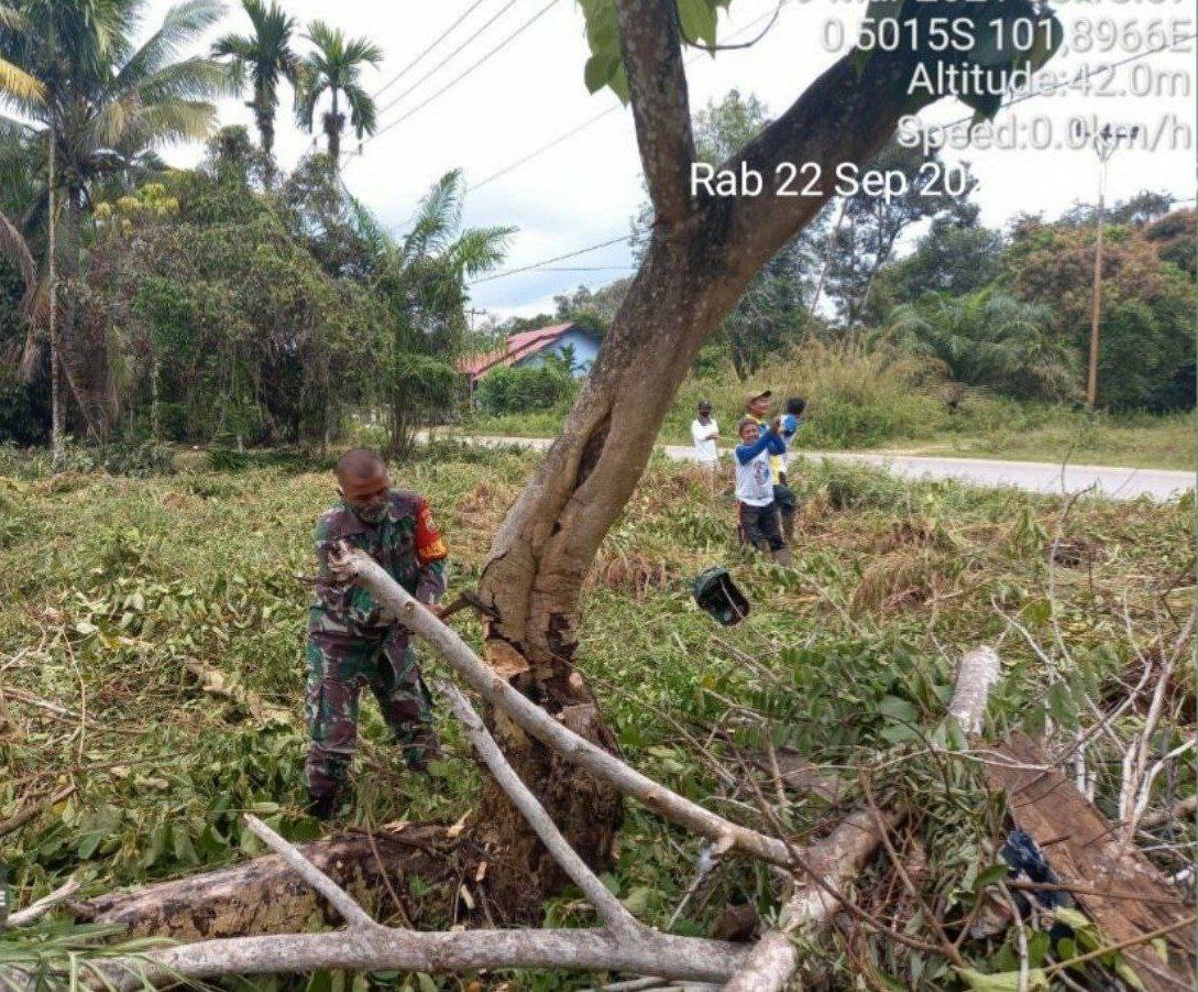 Babinsa Koramil 06/Cerenti Dim 0302/ Inhu Dan Warga Karya Bakti Menebang Pohon Jalan Desa Tanjung Medan