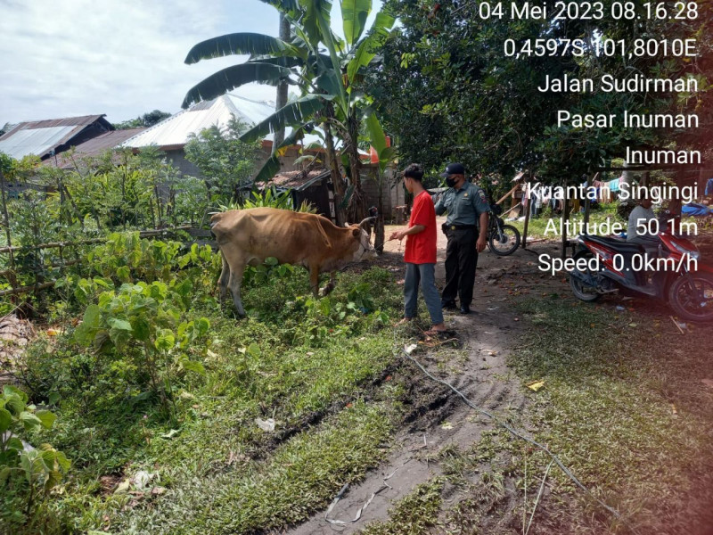 Mencegah Wabah PMK Babinsa Koramil 06/Cerenti Kodim 0302/Inhu Pantau Hewan Ternak Sapi Warga Desa Pasar Inuman