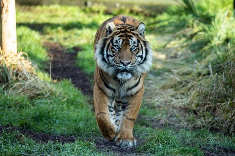 Mengerikan! Sudah 4 Orang Meninggal Diduga Dilahap Harimau di Lahat