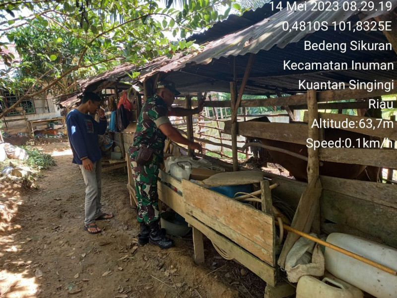 Untuk Mencegah PMK, Kopda Irwan Babinsa Pantau Ternak Sapi Milik Warga Dikandang Dari Bahaya Virus PMK