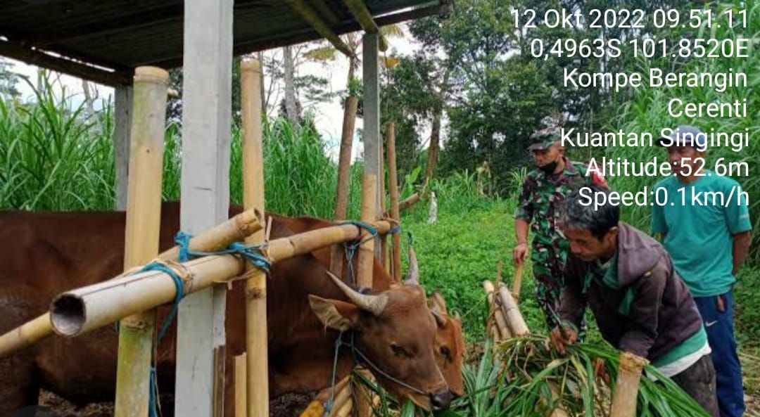 Cegah Wabah PMK di Desa Kompe Berangin Babinsa Rutin Pantau Dan Cek Hewan Ternak Warga Dipekarangan