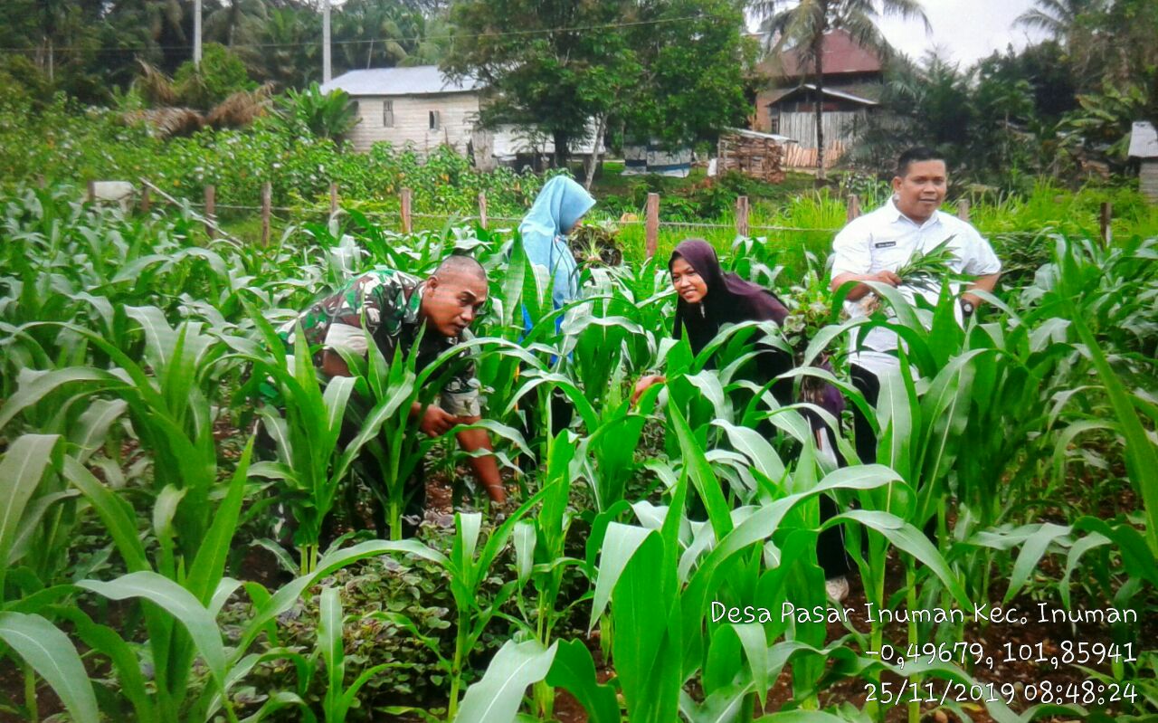 Anggota Koramil Cerenti Membantu Petani Memanen Tanaman Bayam Dan Kangkung.