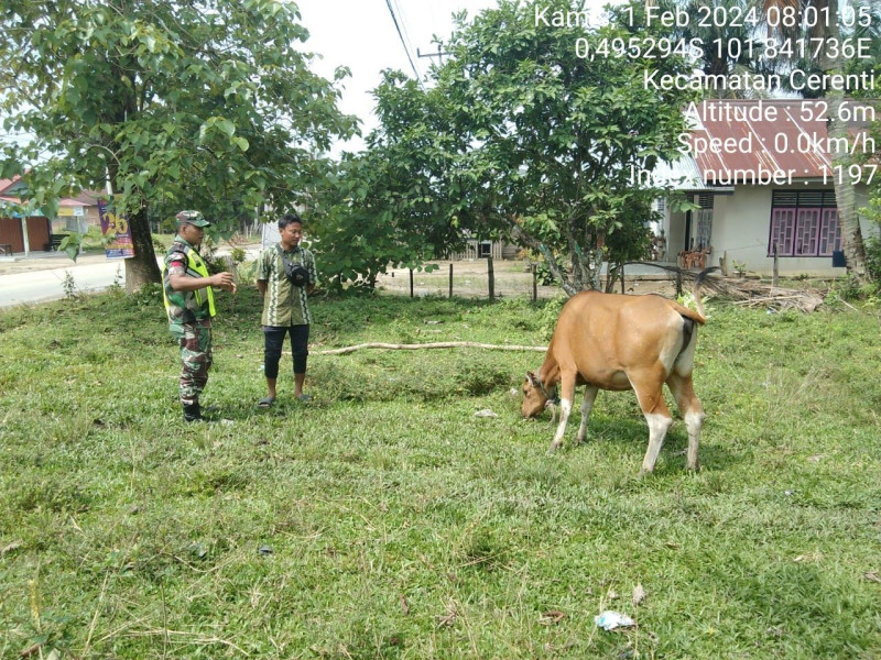 Babinsa Koramil 06/ Cerenti Kodim 0302/Inhu,Praka Fardan Sinaga  Cek Ternak Warga  Antisipasi PMK