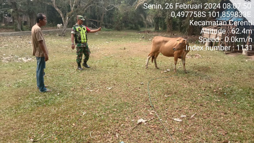Babinsa Koramil 06/Cerenti Kodim 0302/Inhu Kopda Junedi Cek Sapi Warga di Desa Kampung Baru 