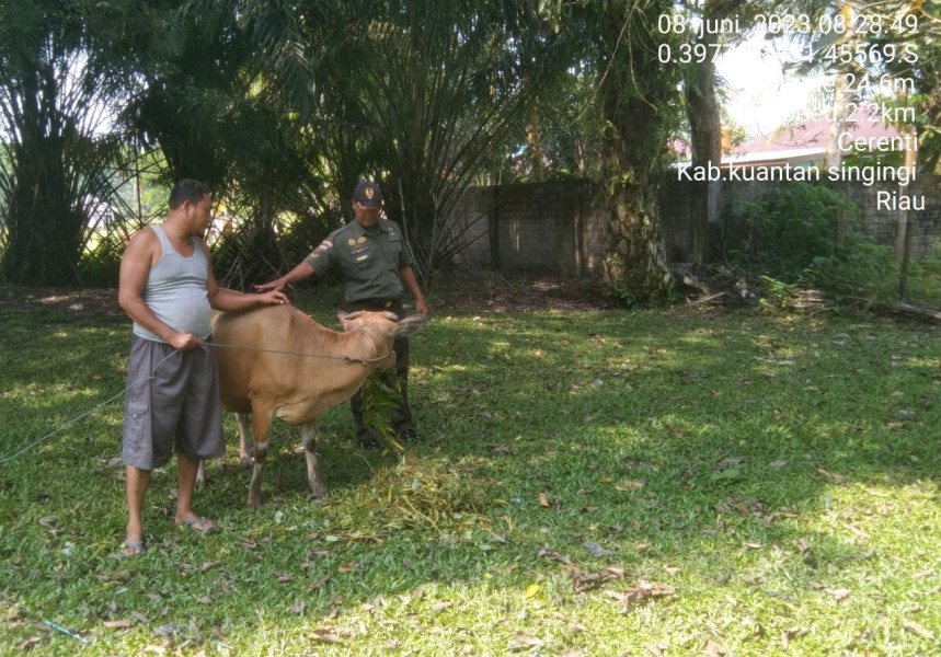 Serda Dumen Siregar Pantau Sapi Warga Untuk Mengantisipasi Penularan Penyakit Mulut Dan Kaki (PMK) Sapi Di Desa Binaan Tanjung Medan