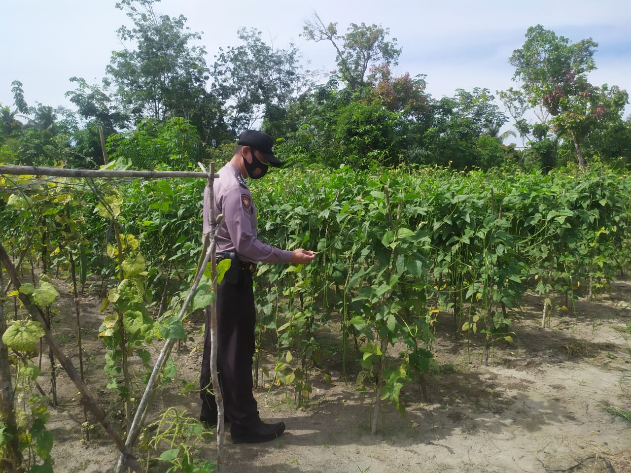 Program Ketahanan Pangan di Kecamatan Langgam Terus Dipantau Polisi Setempat
