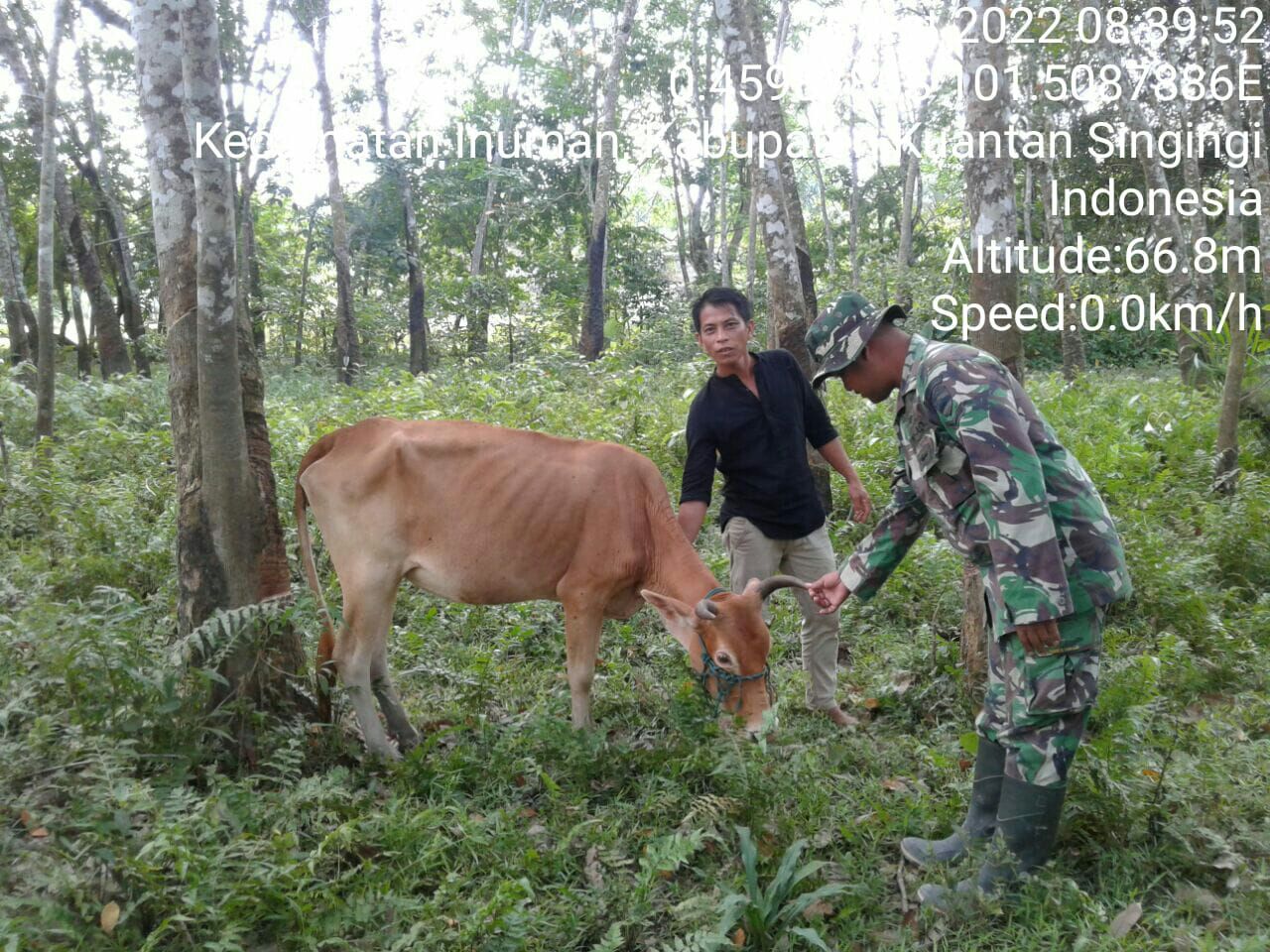 Babinsa Koramil 06/Cerenti Kodim 0302/Inhu,Sertu Heriyus Saputra Cegah PMK Babinsa Bersama Pemilik Sapi Cek Kesehatan Ternak