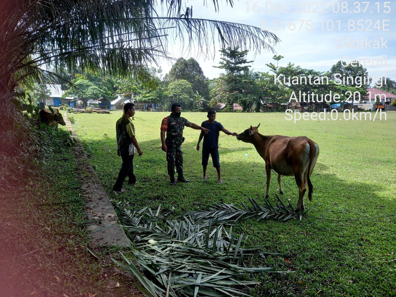 Kunjungi Ternak Sapi Warga Di Desa Sikakak Kecamatan Cerenti Babinsa Koramil 06/Cerenti Dim 0302/Inhu Cek Hewan Ternak Untuk Antisipasi Wabah PMK