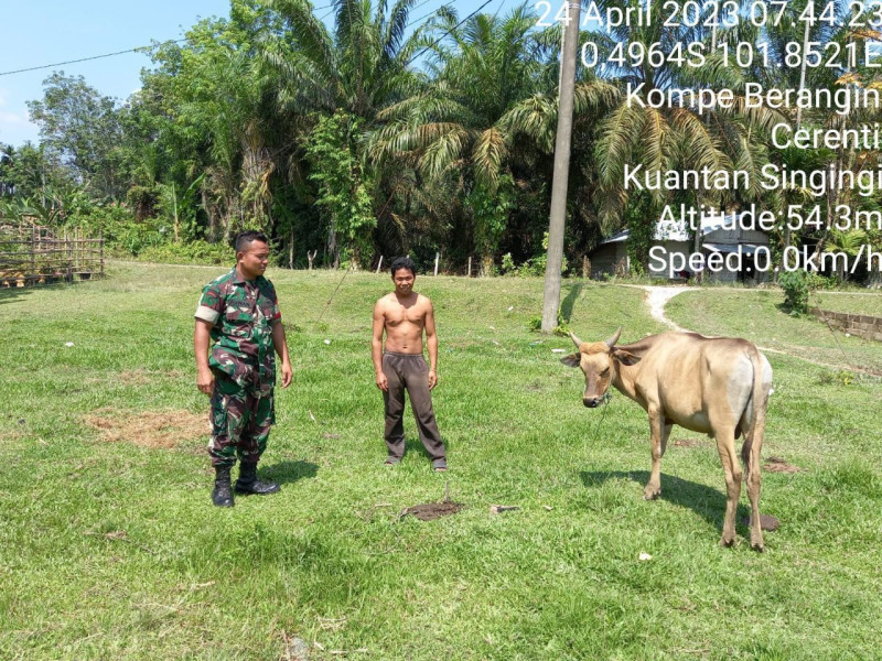 Datangi Peternak Babinsa Koramil 06/Cerenti Kodim 0302/Inhu Ingatkan Warga Agar Cek Ternak Sapi Dari Bahaya PMK