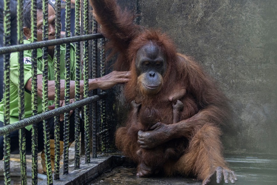 Kasang Kulim Sambut Kelahiran Bayi Orangutan Jantan Bernama Ade