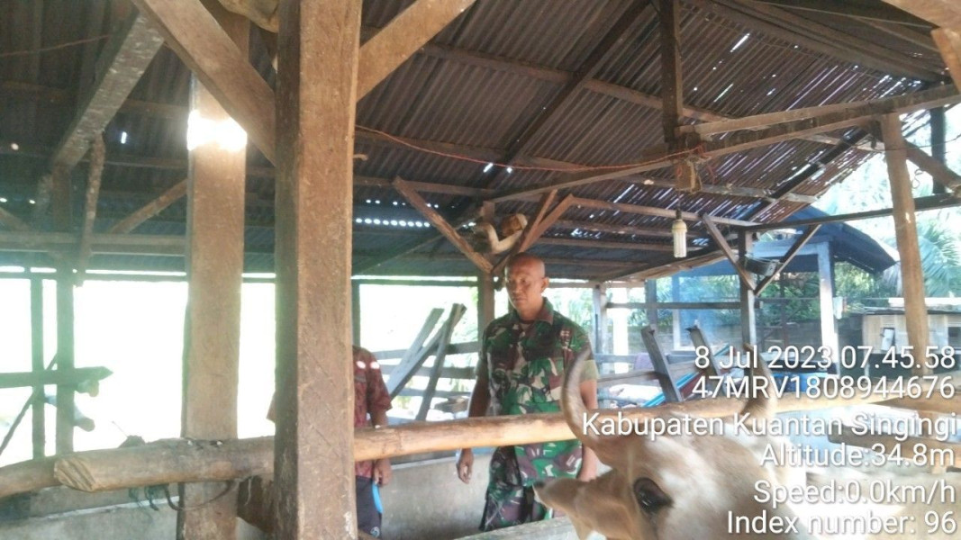 Antisipasi Penularan Penyakit Mulut Dan Kaki (PMK) Sapi,Babinsa Koramil 06/Cerenti Kodim 0302/Inhu Cek Hewan Ternak Sapi Warga di Desa Koto Cerenti Kecamatan Cerenti