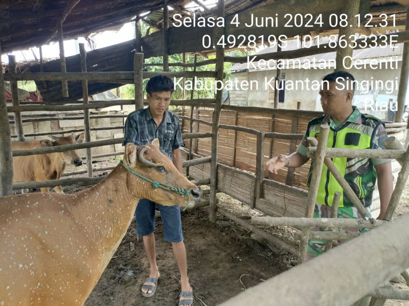 Babinsa Selalu Aktif Mengantisipasi PMK, Anggota Koramil 06/Cerenti Kodim 0302/Inhu Cek Sapi Warga  Kecamatan Cerenti Kabupaten Kuantan Singingi