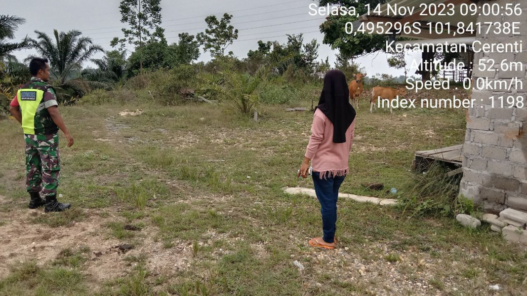 Antisipasi PMK Serka Efison Babinsa Koramil 06/Cerenti Kodim 0302/Inhu Cek Sapi Warga Di Teluk Pauh Kecamatan Cerenti Kabupaten Kuansing