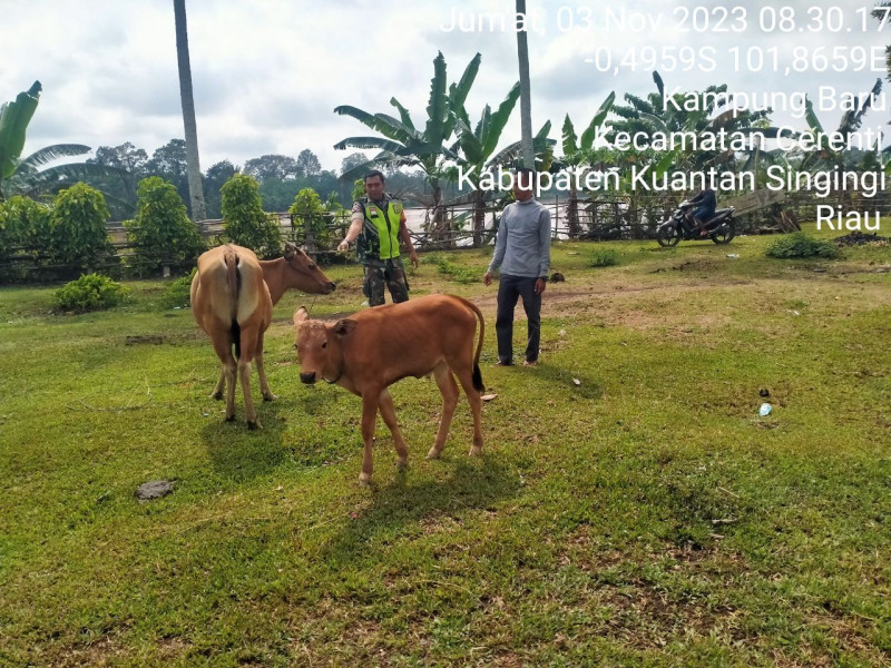 Untuk Mengatasi Penyakit PMK   Kopda Mohamad Soleh Babinsa Koramil 06/Cerenti Kodim 0302/Inhu Pantau Sapi Warga Binaan