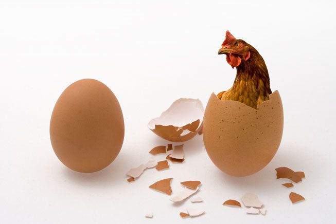 Perdebatan Mana yang Lebih Dulu Ayam atau Telur Akhirnya Terjawab!