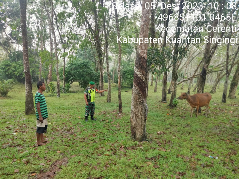 Anggota Koramil 06/Cerenti Kodim 0302/Inhu, Di Desa Koto Cerenti Mengantisipasi Penularan Penyakit Mulut Dan Kaki (PMK) Sapi