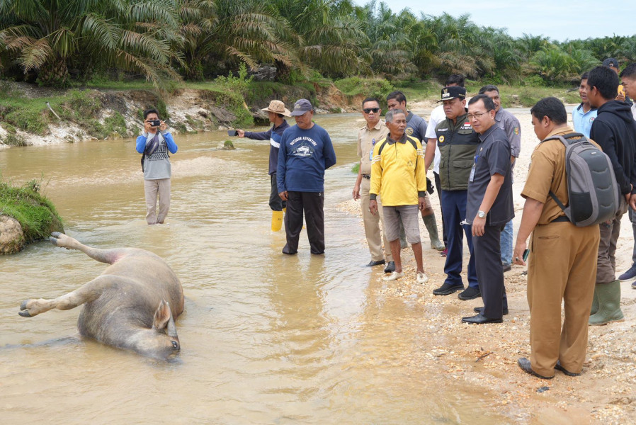 Tinjau Lokasi Ternak Yang Mati  Suhardiman Himbau Peternak Ikuti Arahan Dokter Hewan