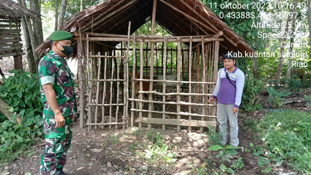 Babinsa Koramil 06/Cerenti Kodim 0302/Inhu Mengantisipasi Penularan Penyakit Mulut Dan Kaki (PMK) Sapi di Desa Seberang Pulau Busuk 
