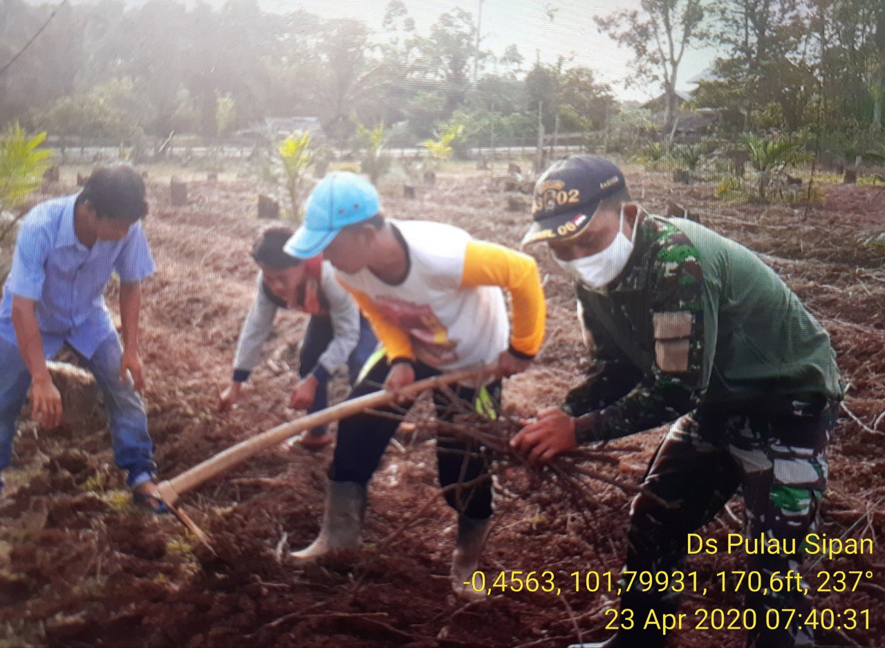 Babinsa Koramil 06/Cerenti Dim 0302/Inhu Bantu Petani Membersihkan Lahan Kosong Untuk Penanaman Cabe.