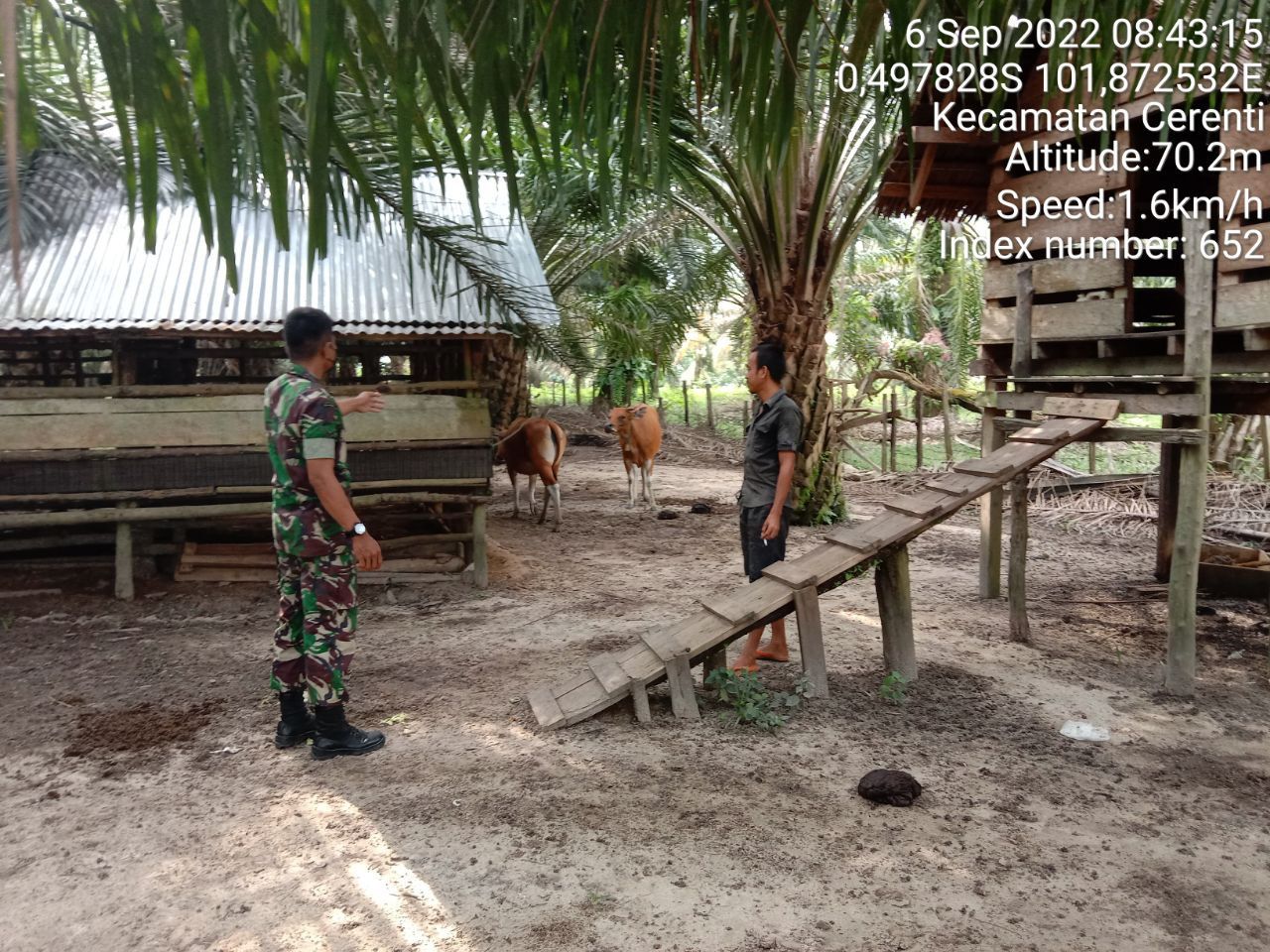 Antisipasi PMK Babinsa Koramil 06/Cerenti Kodim 0302/Inhu,Serda SP Nasution Cek Sapi Warga Binaan di Desa Koto Cerenti