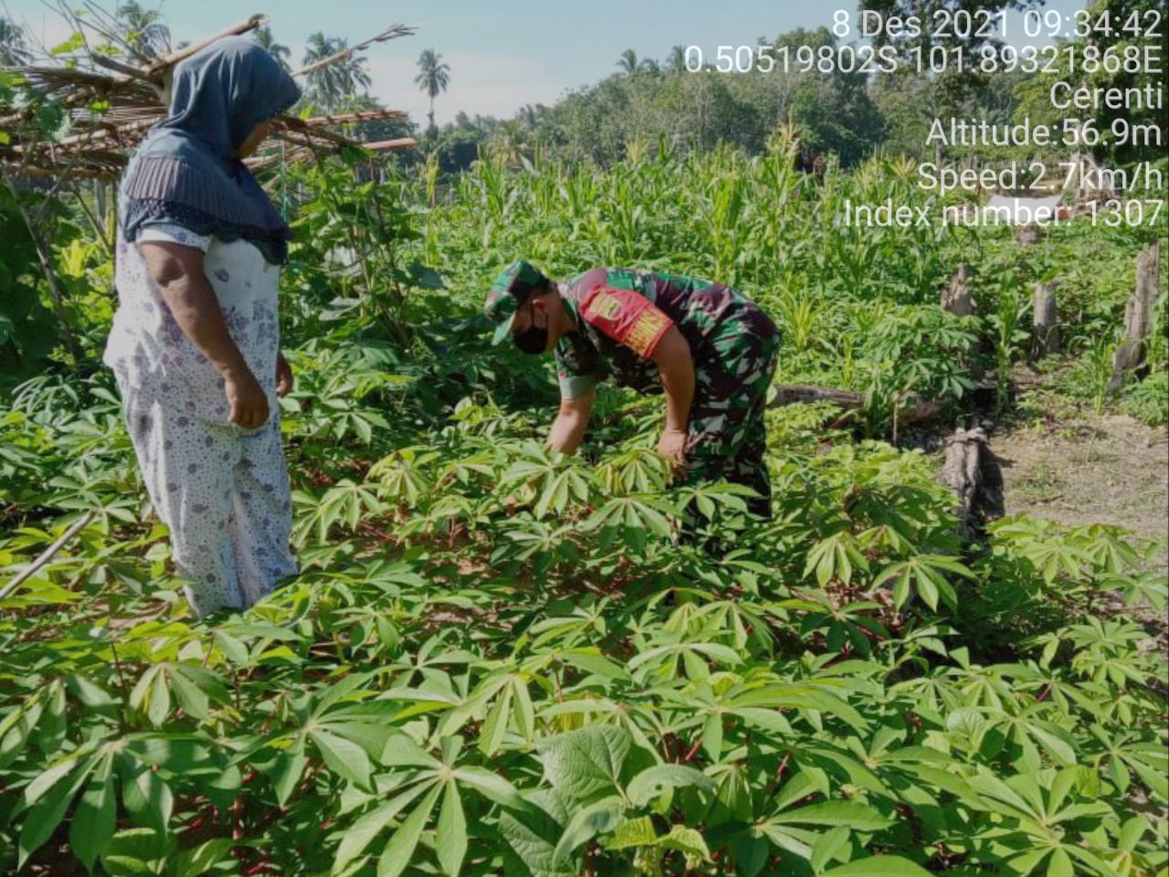 Babinsa Koramil 06/Cerenti Kodim 0302/ Inhu Bantu Warga Membersihkan Kebun Ubi di Pulau Panjang Cerenti