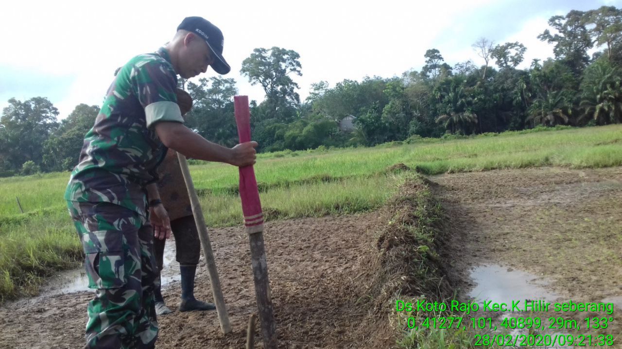 Anggota Koramil 07/Kuantan Hilir Dim 0302/Inhu,Sertu Parman Membantu Petani Menyemai Benih Padi.