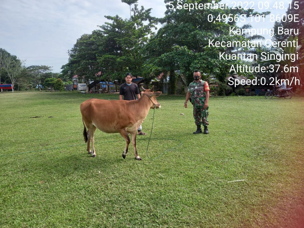 Cegah PMK, Babinsa Koramil 06/Cerenti Kodim 0302/Inhu Pantau Ternak Milik Warga