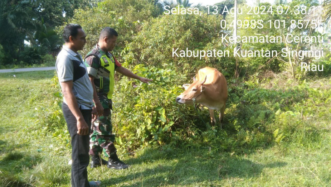 Cegah Wabah PMK Babinsa Koramil 06/Cerenti Kodim 0302/Inhu Cek Hewan Ternak Milik Warga Pulau Jambu Kecamatan Cerenti 