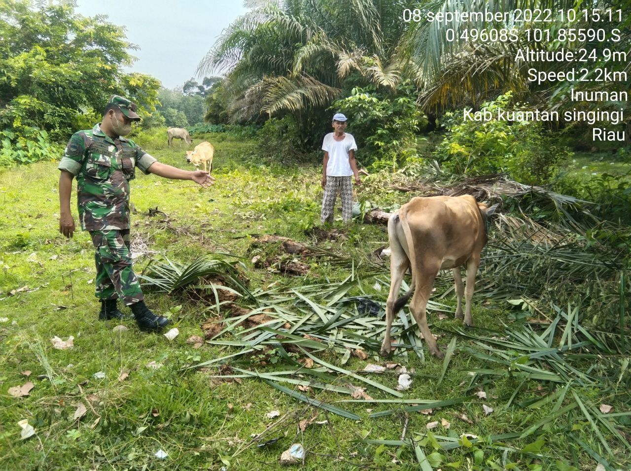Babinsa Koramil 06/Cerenti Kodim 0302/Inhu Mengantisipasi Penularan Penyakit Mulut Dan Kaki (PMK) Sapi  di Pulau Sipan Kecamatan Inuman