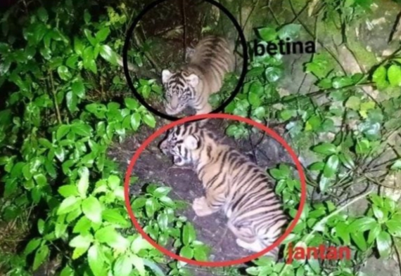 Kabar Gembira dari Dunia Konservasi: Anak Harimau Sumatra Lahir di Sanctuary Barumun, Tiga Badak Jawa Terdeteksi di Ujung Kulon