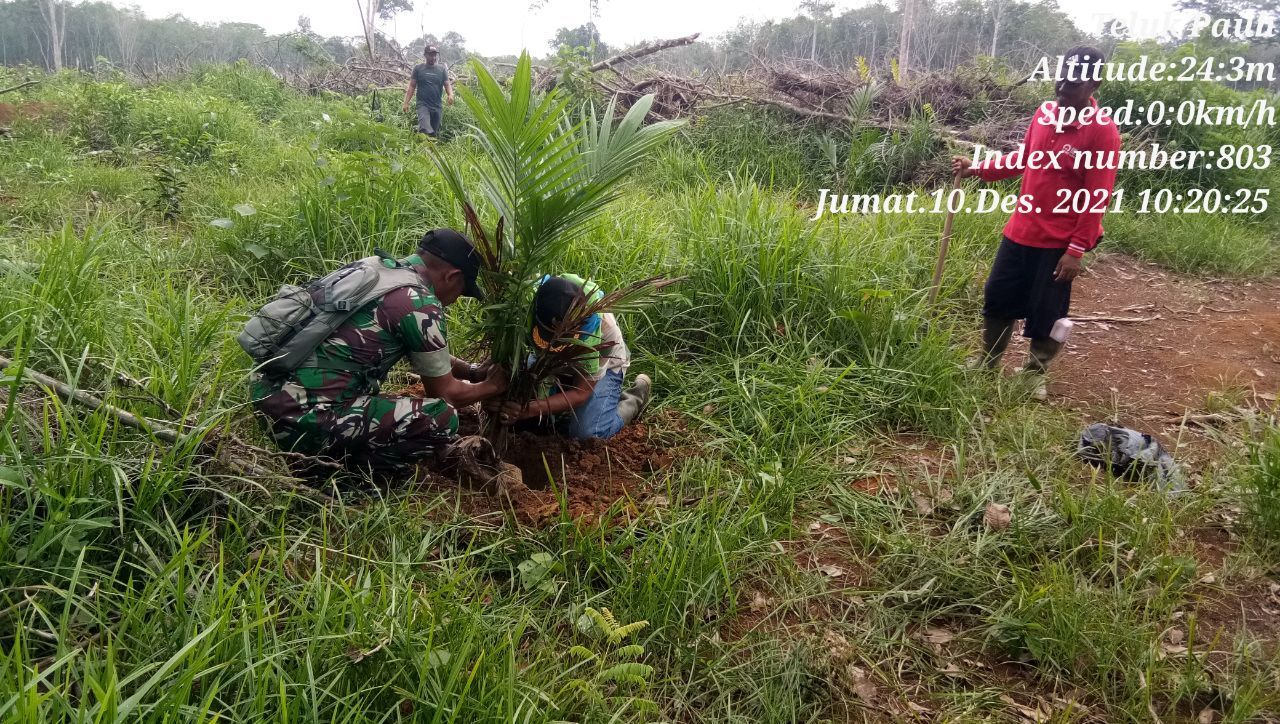 Babinsa Koramil 06/Cerenti Kodim 0302/Inhu,Serda Abdul Wahab  Bantu Petani  Tanam Kelapa Sawit