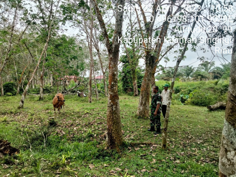 Di Desa Seberang Pulau Busuk Kecamatan Inuman, Babinsa Koramil 06/Cerenti Kodim 0302/Inhu Mengantisipasi Penularan Penyakit Mulut Dan Kaki (PMK) Sapi
